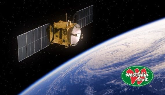 Thumbnail for Westfalia pioneers breakthrough in forecasting avocado yield with satellites and machine learning