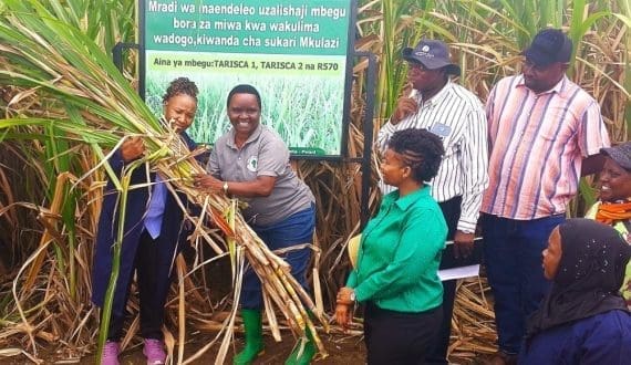 Thumbnail for Mumias Sugar farmers demand audit over US$27M tax debt 