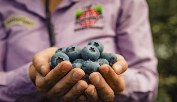 Thumbnail for Del Monte expands fruit line with European launch of Honeyglow banana