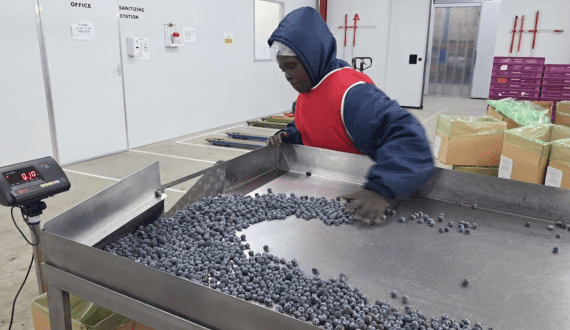 Thumbnail for Kenya pushes for tariff-free macadamia, tea, and coffee exports to China