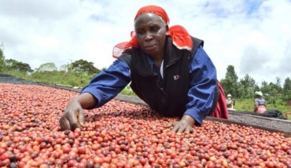 Thumbnail for Côte d’Ivoire to consider tax on fish imports to push local output