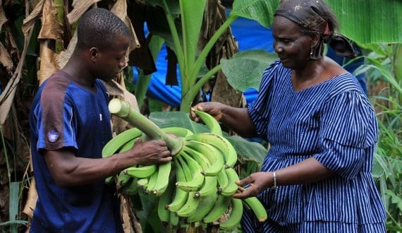 Thumbnail for Rabobank: Climate change could shift global banana trade in Africa’s favour