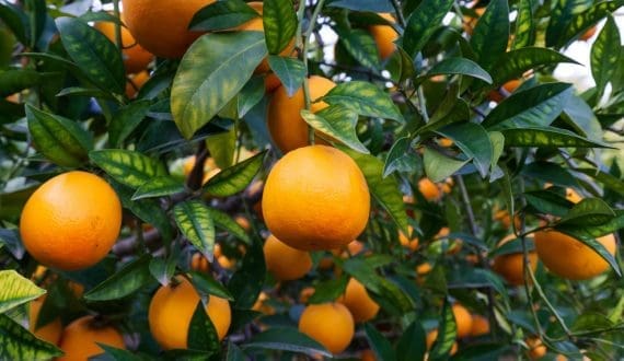 Thumbnail for Italy’s Eurovo to acquire majority stake in Two Chicks Egg White brand