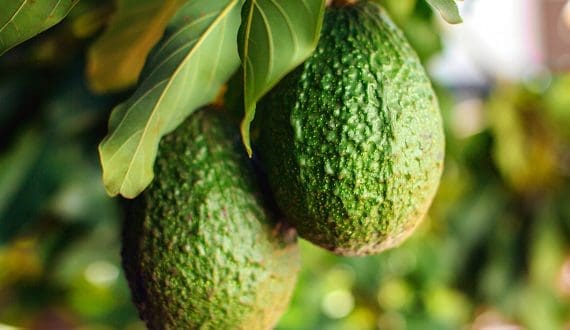 Thumbnail for Nigeria leads Sub-Saharan Africa in soft drink consumption amid rising threat of fake beverages 