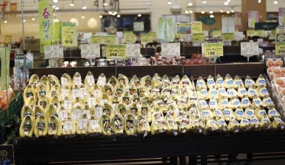 Thumbnail for Uganda’s cocoa bean exports hit high record of US$68.7M in February 2025