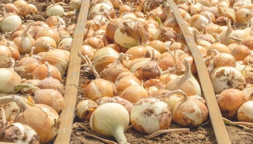 Thumbnail for Pee Cee Holding secures US$12M IFC loan to expand onion farming in Sierra Leone