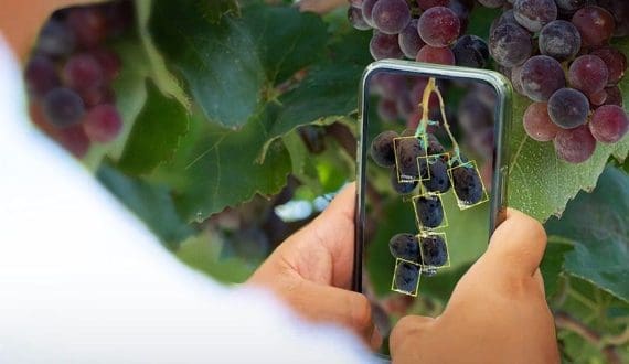 Thumbnail for Sun World, Clarifresh team up to boost produce quality control