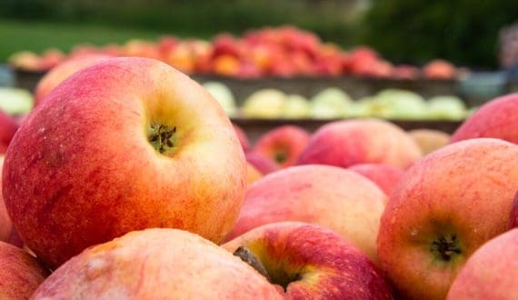 Thumbnail for South African citrus industry weighs impact of new US tariffs