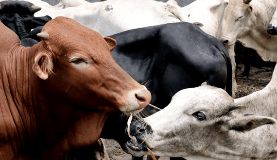 Thumbnail for Ghana faces significant poultry demand as imported frozen chicken overshadows local farmers