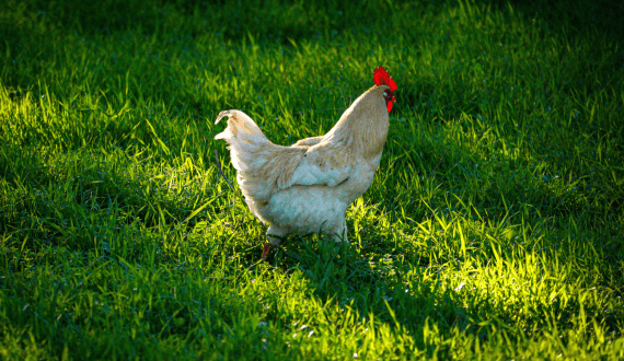 Thumbnail for Togo’s poultry production reaches 38.6 million heads in 2024
