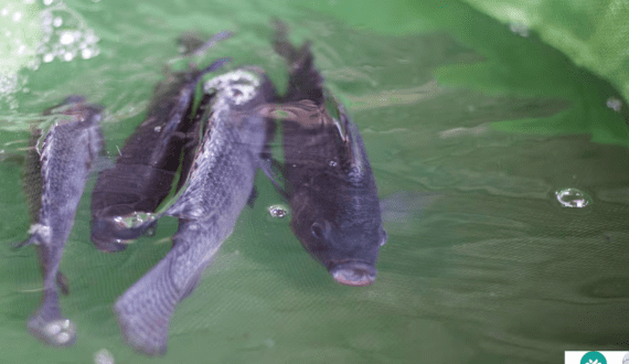 Thumbnail for Kenya’s aquaculture stakeholders introduce the FAI Tilapia Welfare app