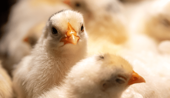 Thumbnail for Jordan’s Alhusaini Group to invest US$85M in Kazakhstan’s poultry sector