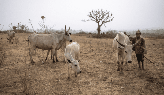 Thumbnail for ILRI to take part in ongoing US$27.4M methane reduction research project