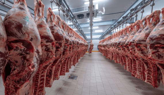 Thumbnail for Guylian expands product line with new caramel sea salt flavour chocolate