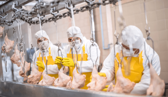 Thumbnail for Mansourah Poultry reports 42.39% profit increase to US$4.88M in 2024