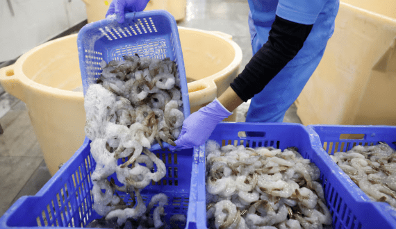 Thumbnail for Indian shrimp exporters face mounting losses