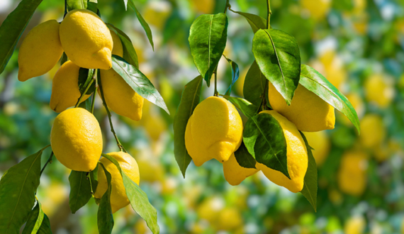 Thumbnail for EIB to finance half of Lantmännen’s US$107M pea protein plant construction in Sweden