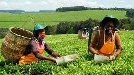 Thumbnail for Coffee volumes drop at Nairobi Auction as Kirinyaga farmers celebrate record payouts 