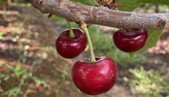 Thumbnail for South Africa’s cherry sector grows with new varieties and global demand