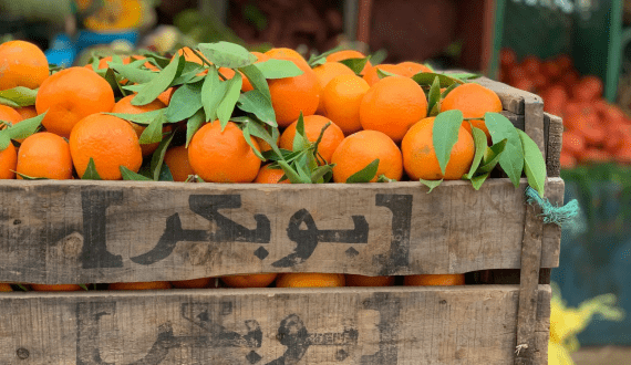 Thumbnail for Morocco approves citrus export subsidy scheme to boost European sales