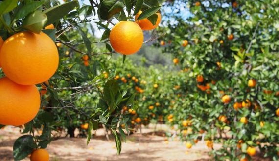 Thumbnail for Morocco offers export bonus to boost citrus sales abroad
