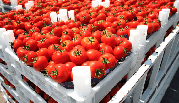 Thumbnail for Egypt widens tomato trade with Bahrain amid regional shifts