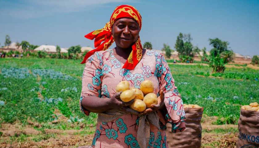 Thumbnail for Dutch-Nigerian study proposes fresh models to boost Nigeria’s potato seed supply