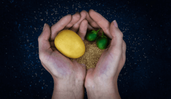 Thumbnail for Solynta wins 2025 Seed World Global Innovation Showdown for hybrid true potato seeds