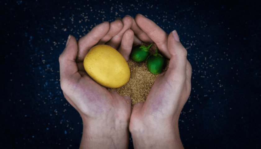 Thumbnail for Solynta wins 2025 Seed World Global Innovation Showdown for hybrid true potato seeds