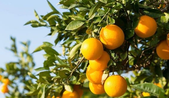 Thumbnail for Brazil gains market access for citrus exports to India