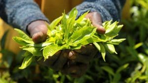 Kenya tea exports jump 22% in October 2025, farmers face climate pressures and market disruptions 