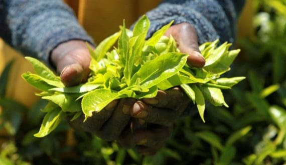 Thumbnail for SCADS beer makes Africa debut with 12% and 18% ABV 