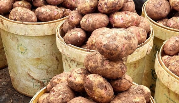 Thumbnail for Kenya moves to remove import tax on onions and potatoes