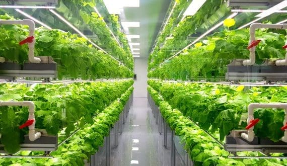 Thumbnail for Shouguang to invest US$32M in smart farming project in Al Ain