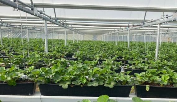 Thumbnail for Valk Horti Systems marks a decade of climate-focused greenhouse innovation