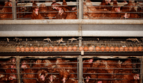 Thumbnail for Cameroon invests US$10.6M in new poultry facility