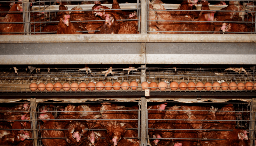 Thumbnail for Leecon Poultry Company opens new hatchery to boost Sierra Leone’s local meat production