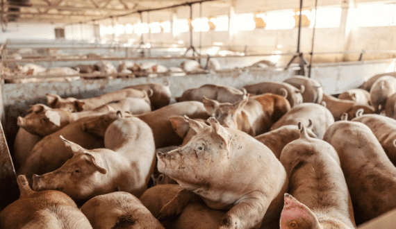 Thumbnail for FDA approves gene-edited pigs for human consumption in the U.S.