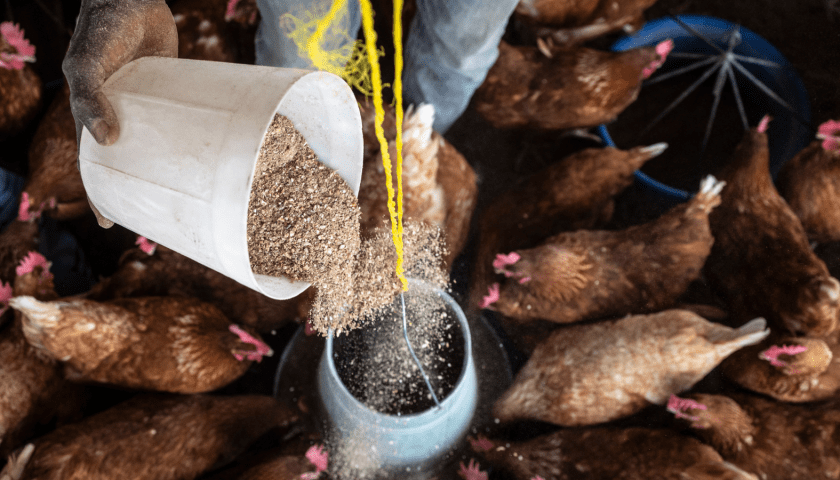 Thumbnail for Togo steps up training to curb animal flu outbreaks
