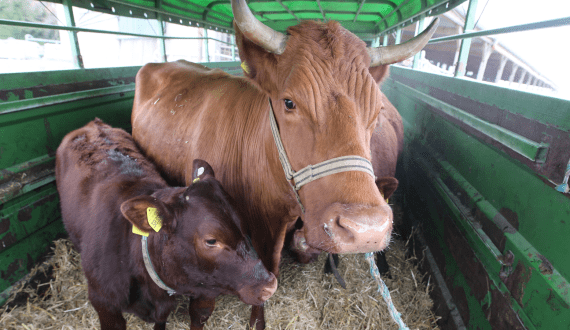 Thumbnail for Mexico to import over 8,000 cattle from Australia this year