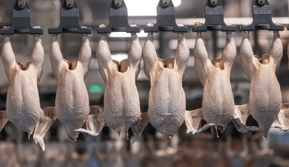 Thumbnail for Mexico eases chicken import ban as Brazil faces more trade restrictions