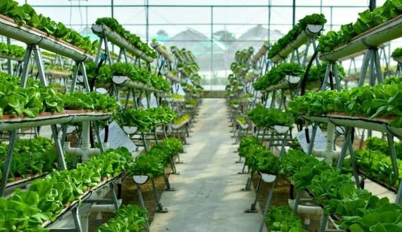 Thumbnail for Global indoor farming experts gather online for CEA & Indoor Farming 4.0 conference