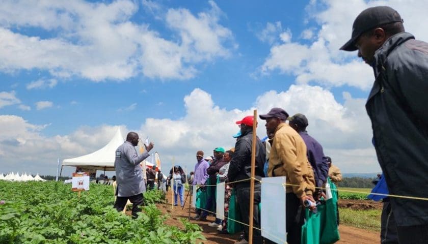 Thumbnail for Kenya to host 13th World Potato Congress after Poland withdrawal