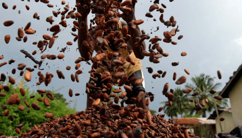 Thumbnail for Chocolate giants Mars, Nestlé, Mondelez linked to Liberia deforestation via mass-balance cocoa supply chains – Global Witness 