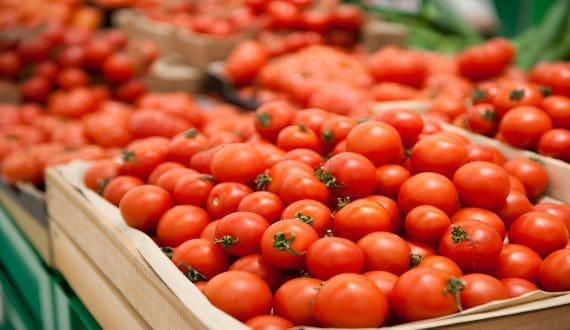 Thumbnail for Morocco’s tomato surge sets record in EU market