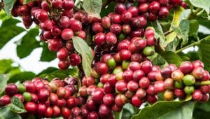 Brazil forecasts 4.3% surge in coffee harvest in 2025 despite lower-yield cycle 
