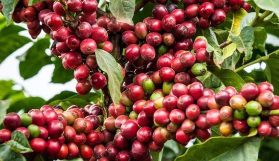 Thumbnail for Ethiopia launches SCAE to boost specialty coffee exports  