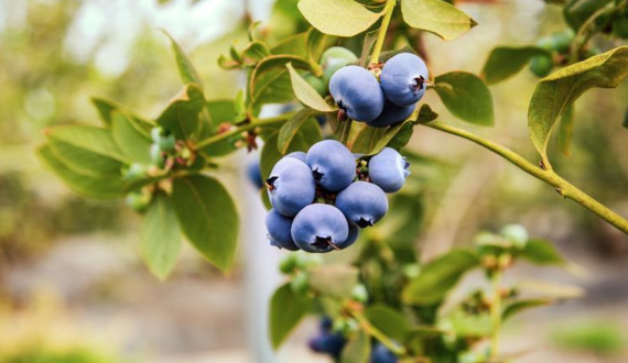 Thumbnail for BerryWorld celebrates global recognition for taste and quality