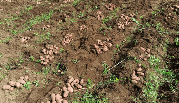 Thumbnail for Cyerekezo potato drives big yields in Rwanda’s northern highlands