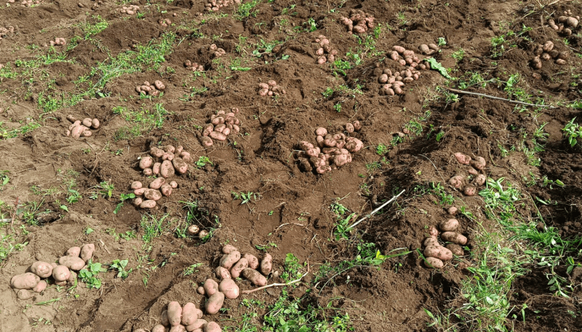 Thumbnail for Cyerekezo potato drives big yields in Rwanda’s northern highlands
